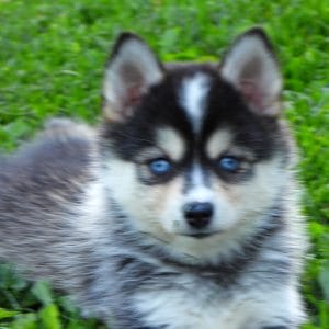 Dakota Male