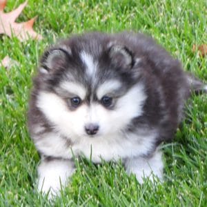 Sparky Male