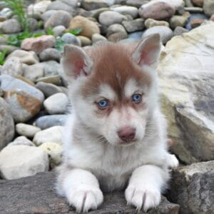 Toby Male